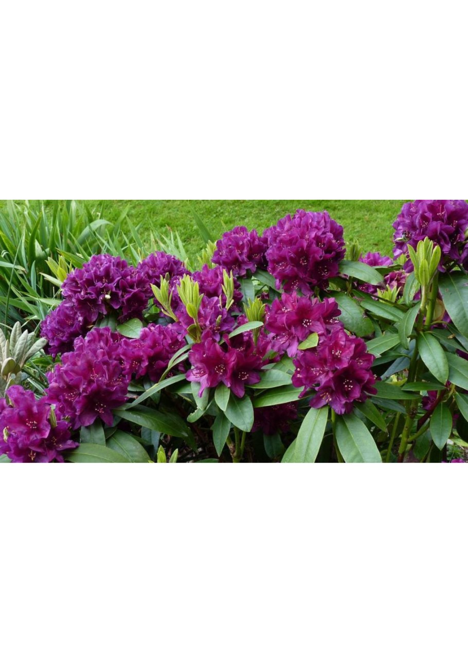 Рододендрон Кали