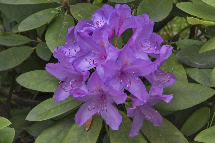 Рододендрон Миднайт