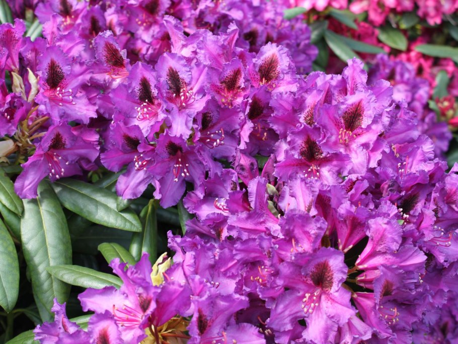 Rhododendron 'Lord Roberts'