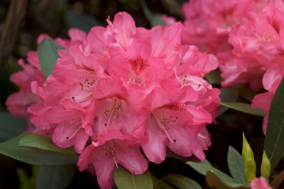 Рододендрон Kabarett