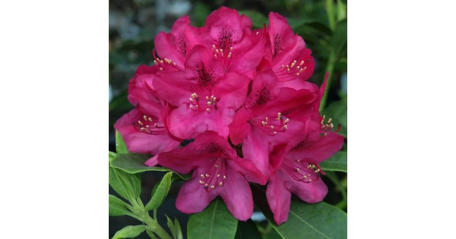 Рододендрон гибридный джунифер