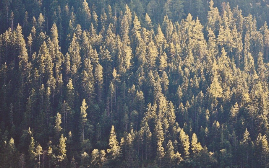 Хвойный лес дождь