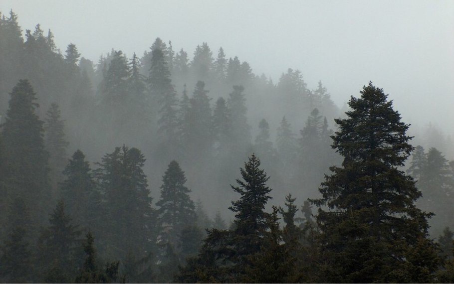 Скандинавия лес Шварцвальд