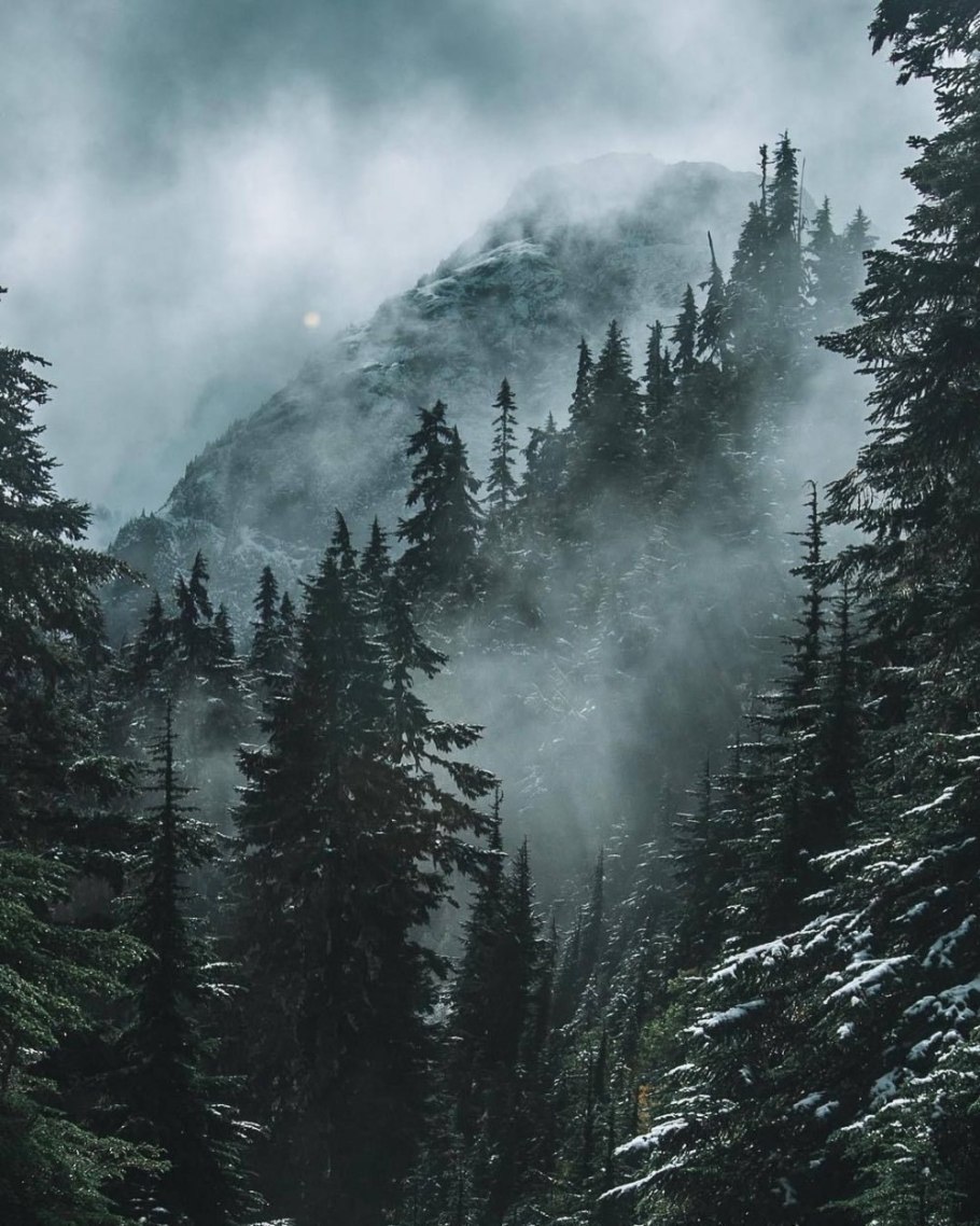 Лес в тумане