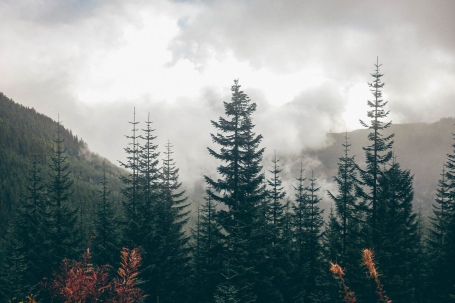 Лес Эстетика