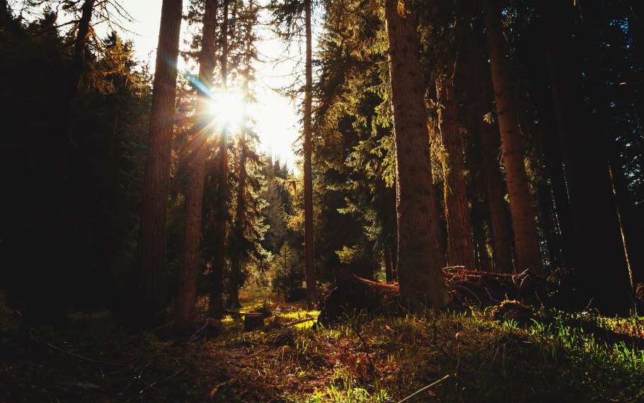 Эстетика леса летом