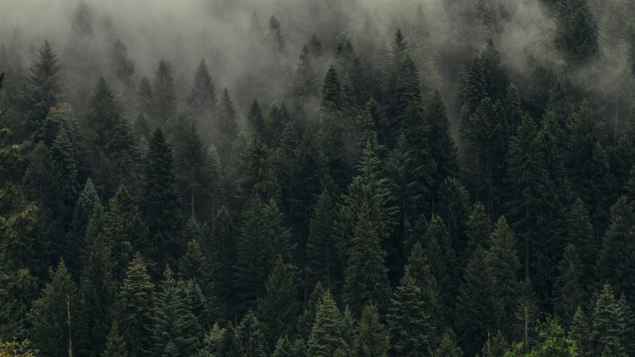 Лес вид сверху