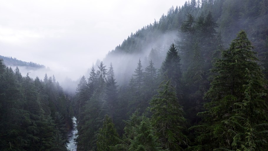 Форкс лес Сумерки Сумерки