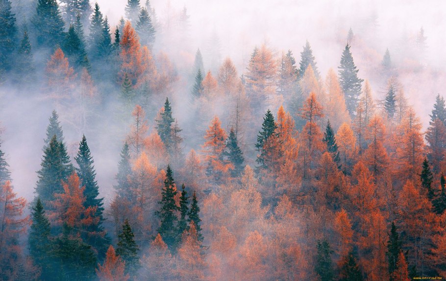 Верхушки деревьев