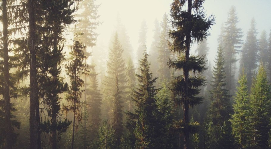 Лес в тумане Эстетика