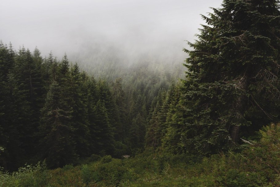 Атмосферный лес