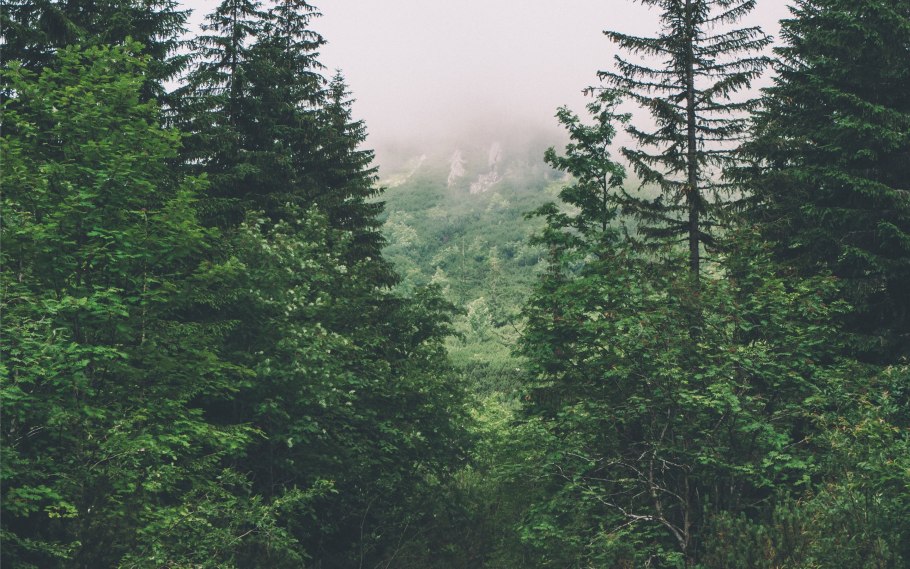 Эстетика леса в тумане