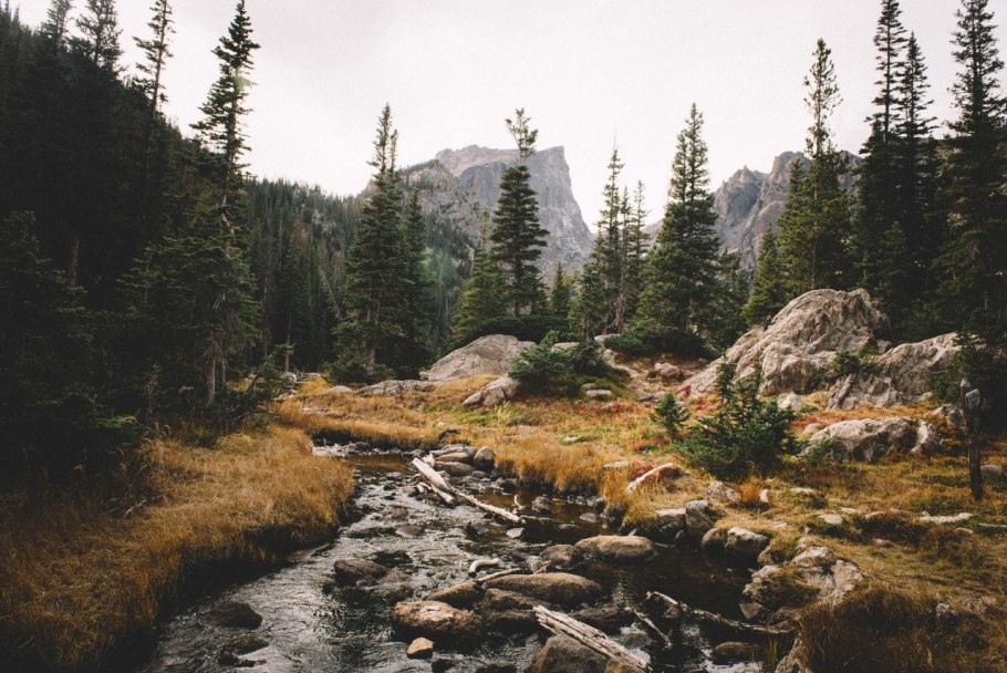 Лес верхушки деревьев