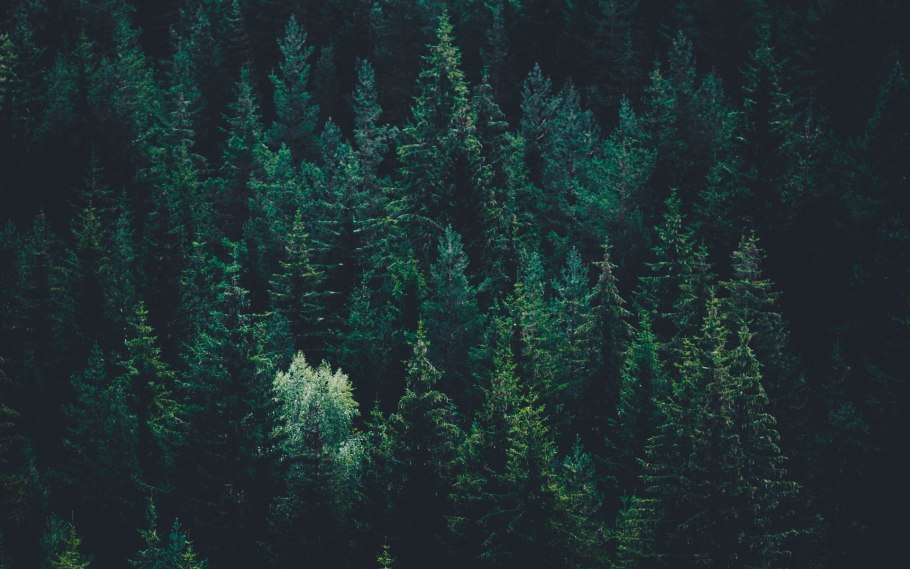 Скандинавия лес Шварцвальд