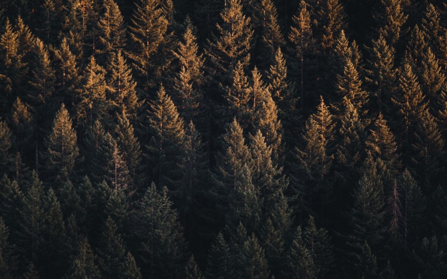 Туманный лес