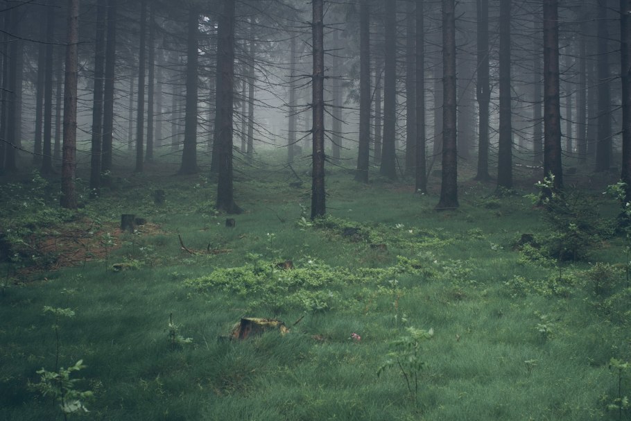 Сосновый лес вечером