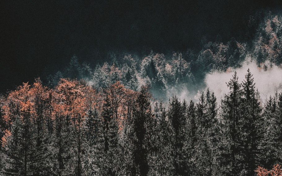 Темный лес сверху