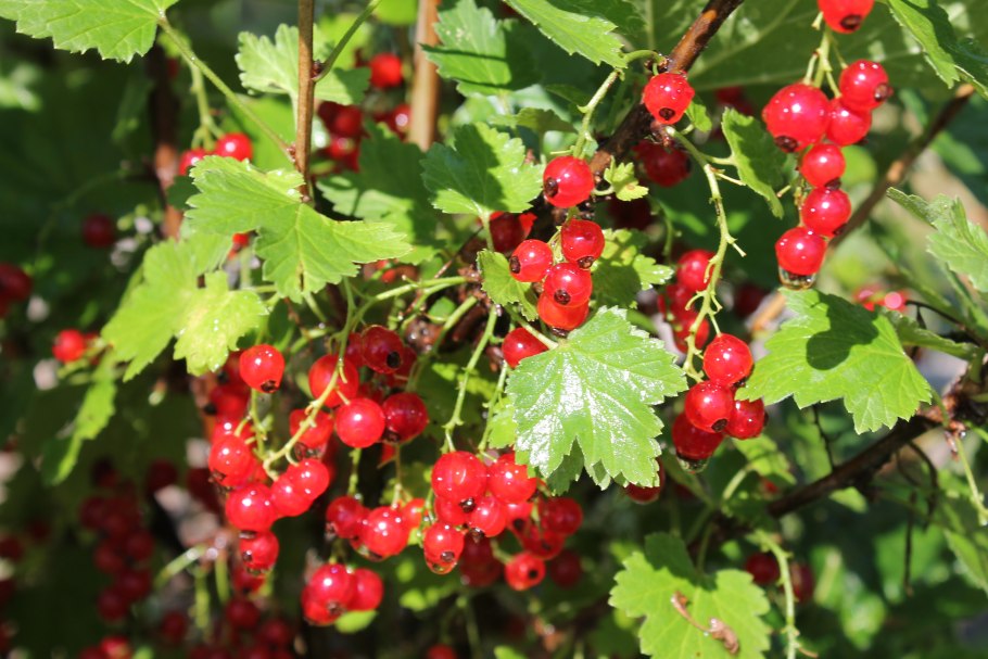 Смородина красная кустарник