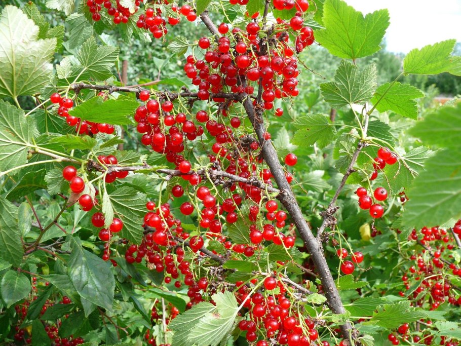Плодовые кустарники (смородина, крыжовник, жимолость)