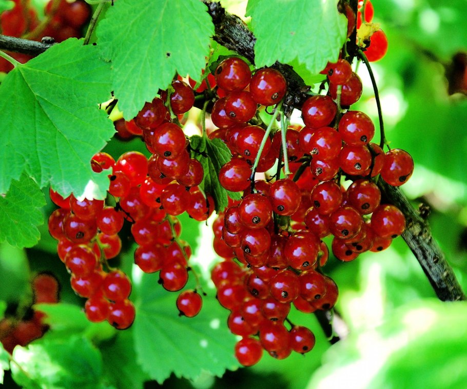 Смородина красная ribes rubrum "сахарная"