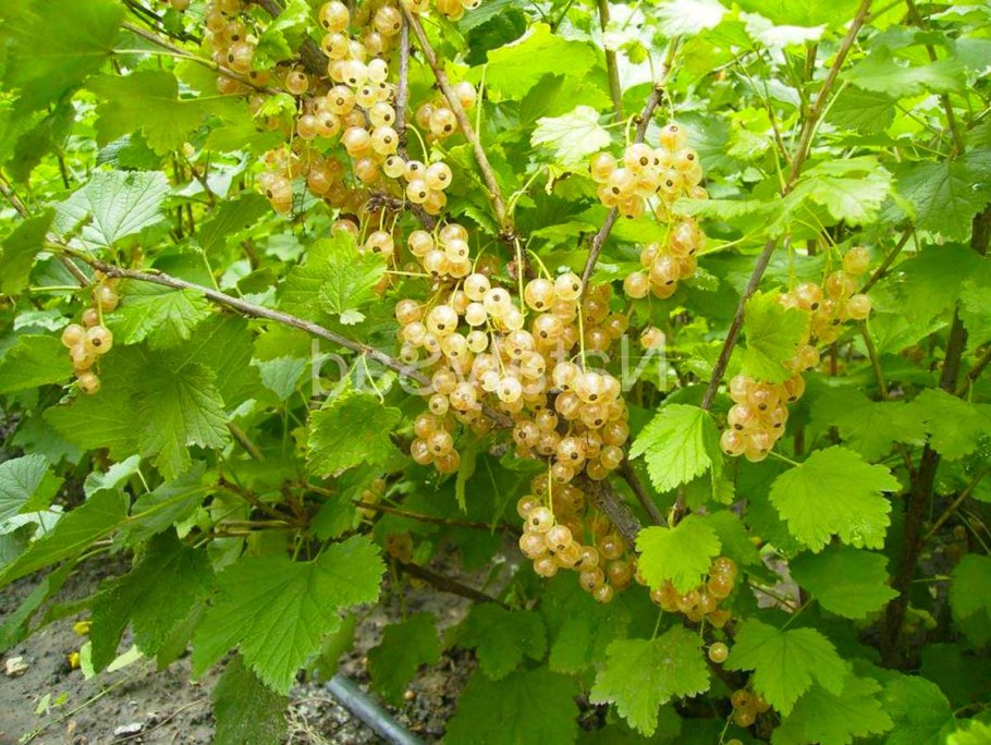 Смородина белая куст
