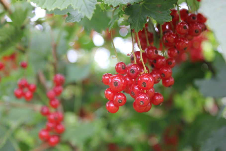 Рован боярышник