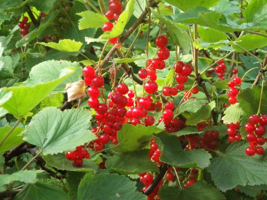 Ribes rubrum смородина красная куст