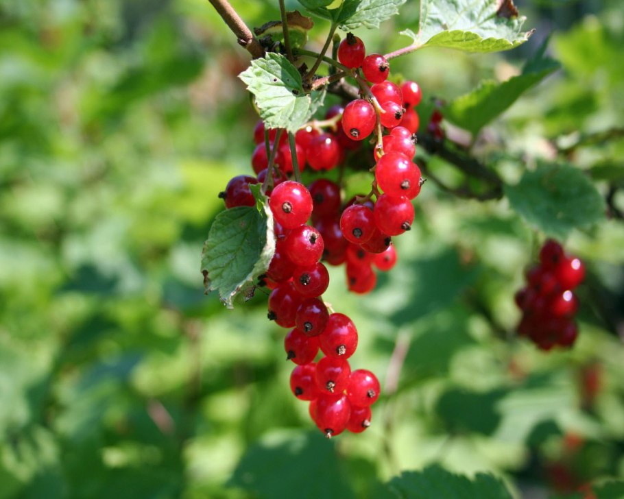 Смородина красная мармеладница