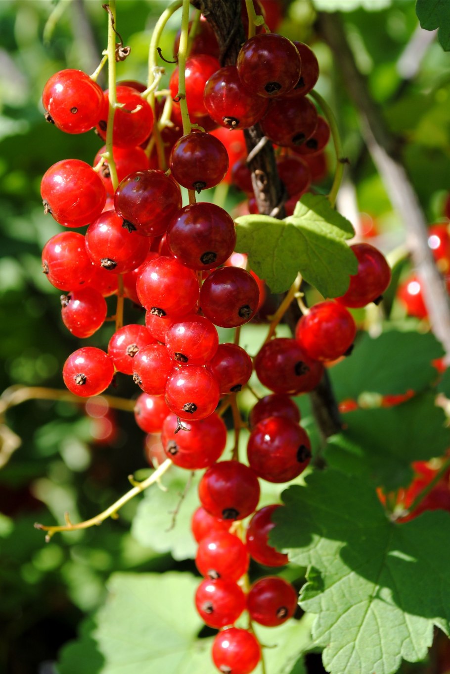 Королевская смородина