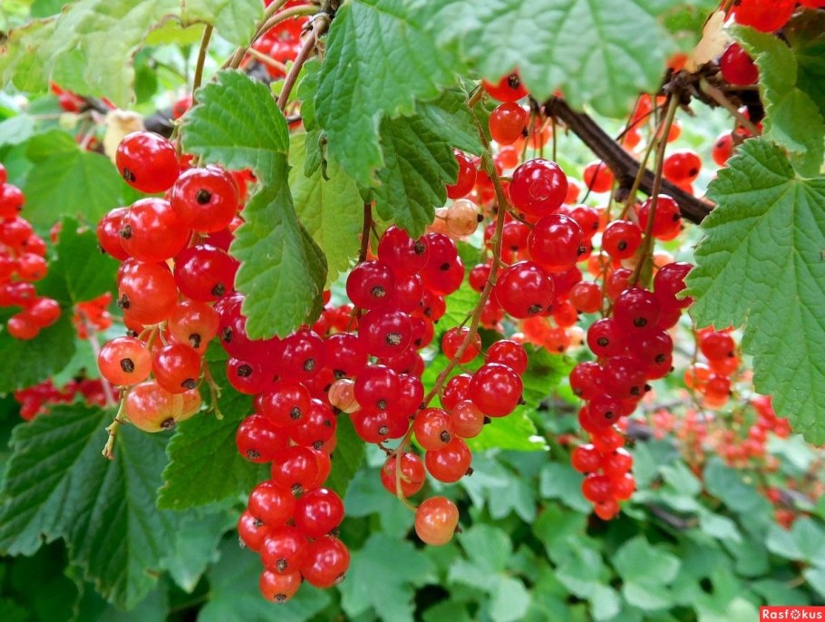 Смородина красная Розетта