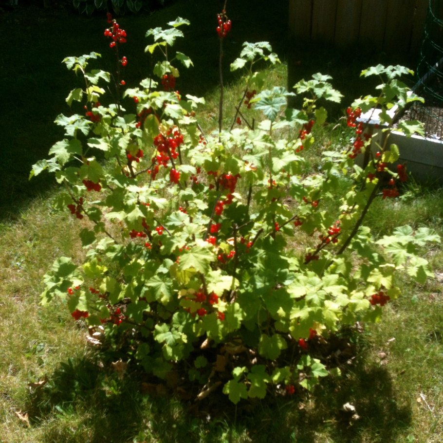 Смородина красная сахарная куст