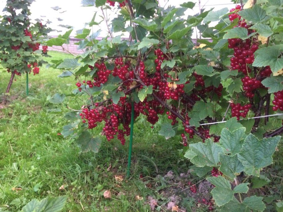 Ежевика штамбовая