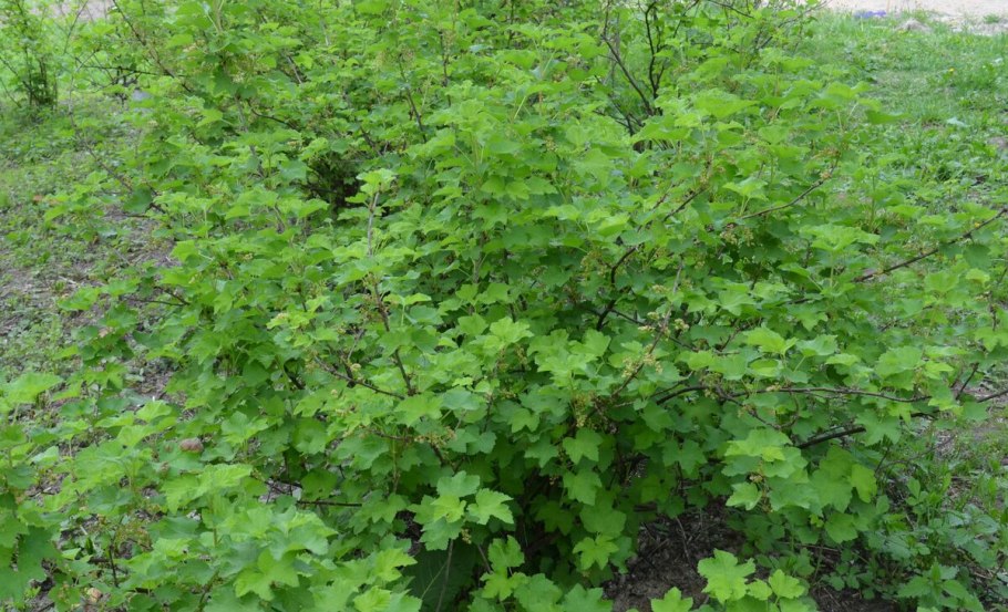 Маточник смородины