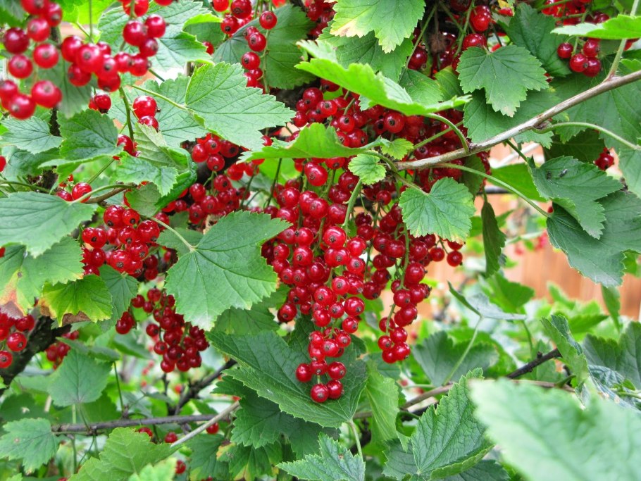 Смородина голландская красная