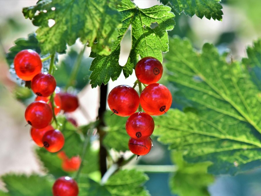 Смородина Альпийская ягоды