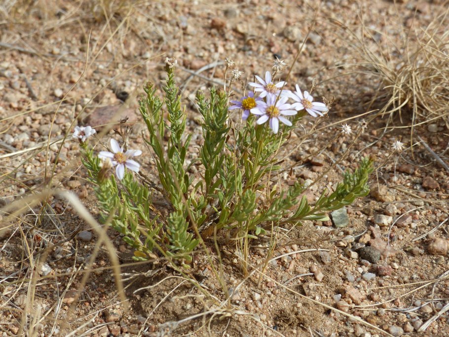 Пустыня Гоби растения