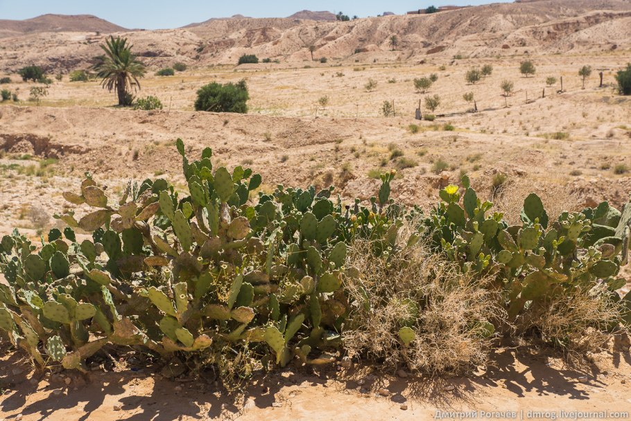 Флора Гранд каньона