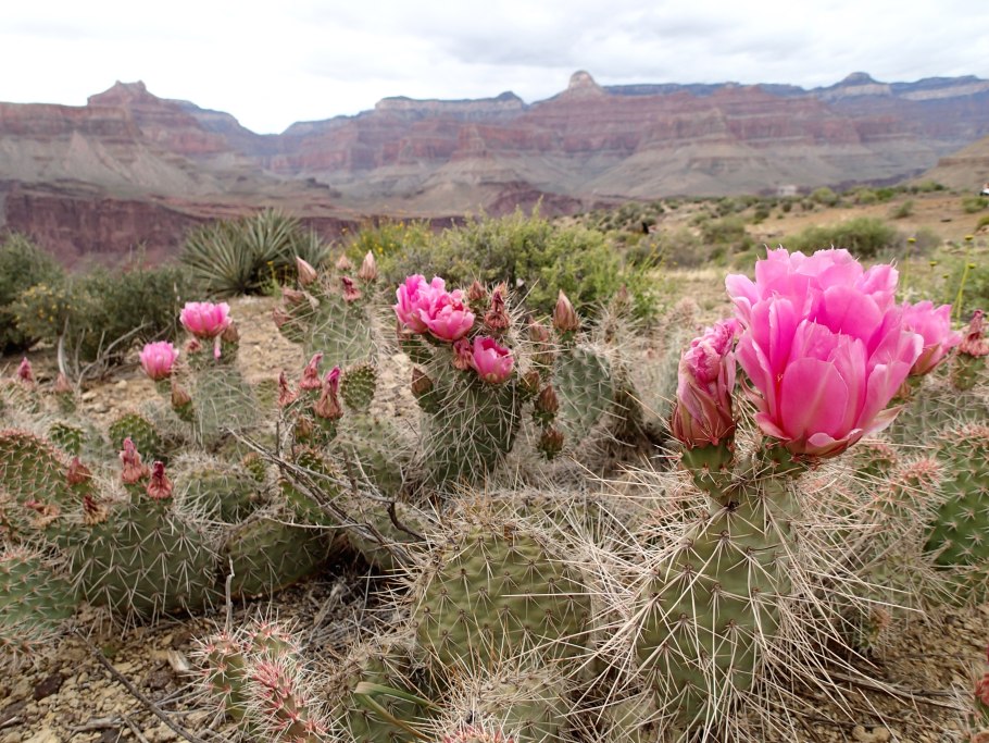 Ксерофиты растения пустынь