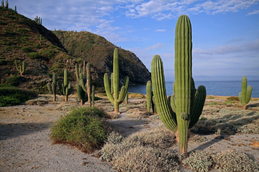 Растения пустыни доклад