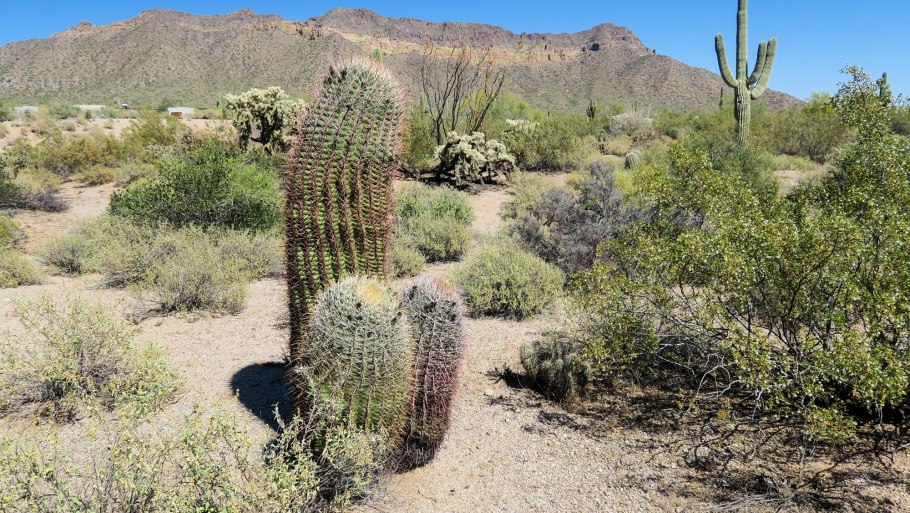 Растительность пустыни и полупустыни в России