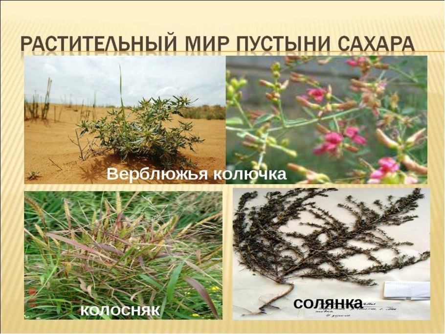 Ксерофиты пустынь