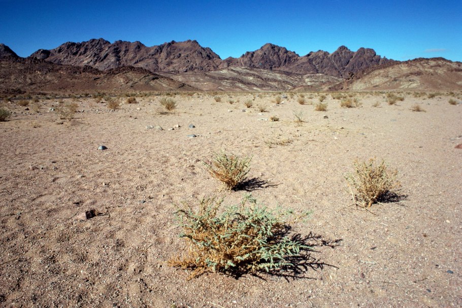 Голосеменные вельвичия удивительная