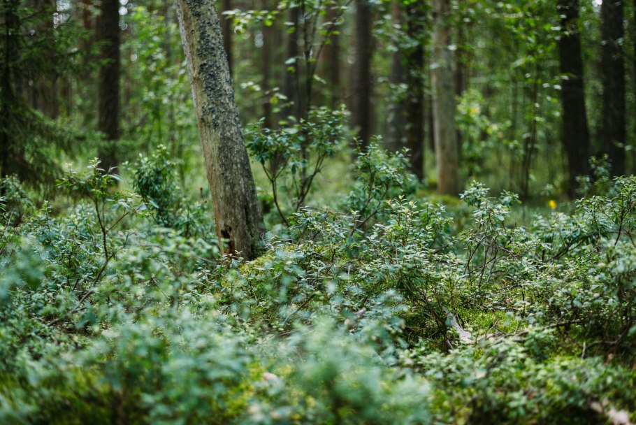 Ельник зеленомошник
