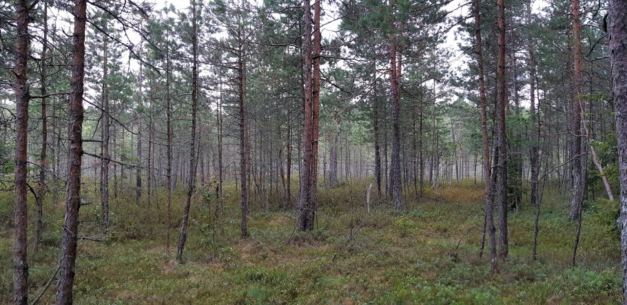 Сосняк брусничник