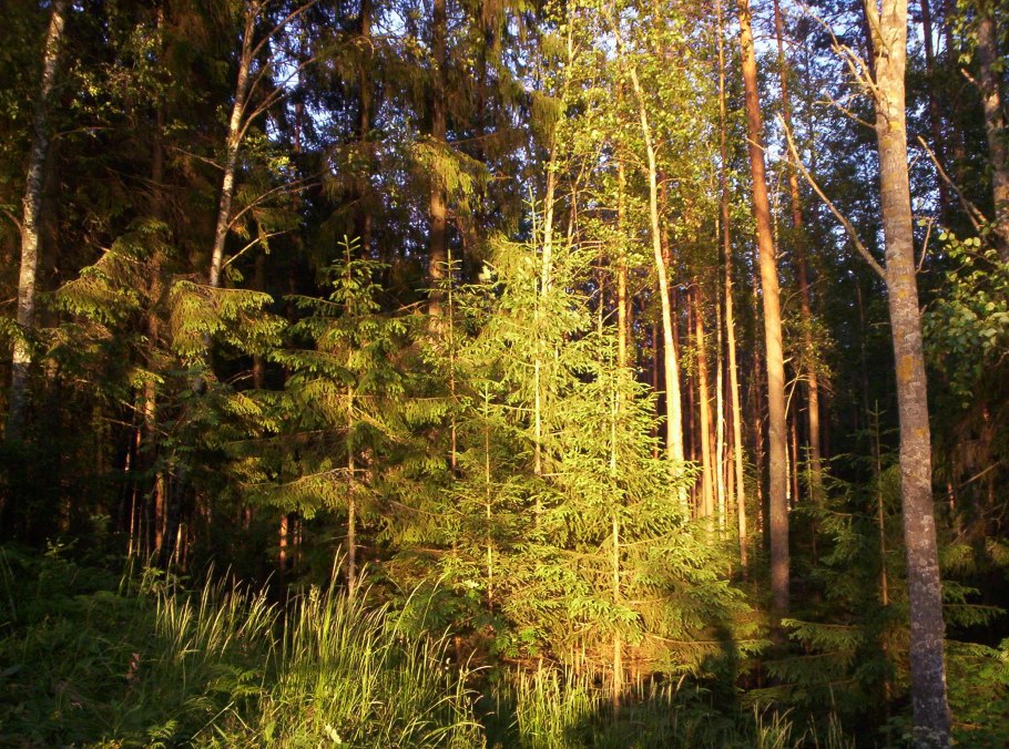 Фитоценоз Сосновый Бор