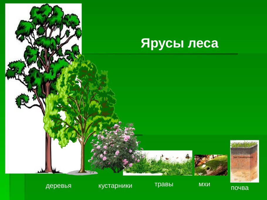 Ярусы этажи леса