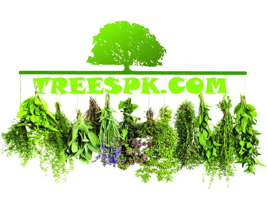 Семена лекарственных трав