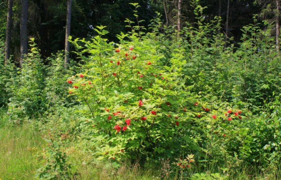 Бузина ярус