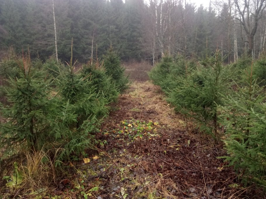 Рубки прореживания