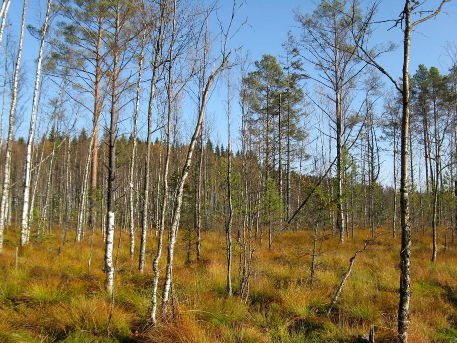 Березово-Сосновый заболоченный лес